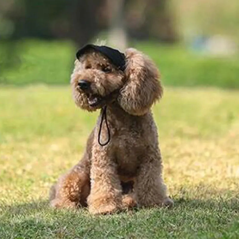 Sombreros para Perros 🐶 | Gorra de Verano, Antisudor, Ajustable y Transpirable