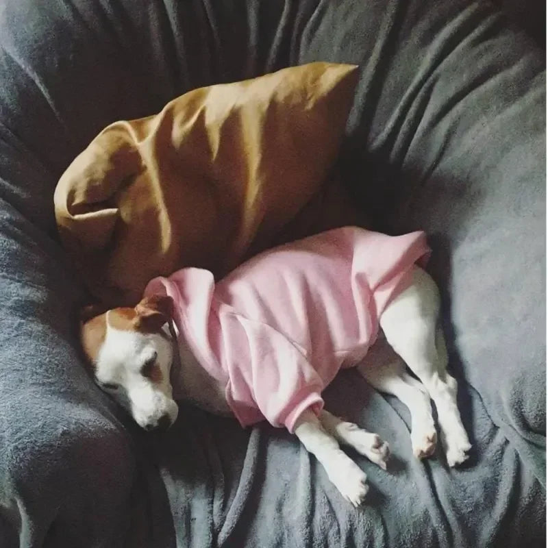 ✨ Sudadera con Capucha para Perros – Abrigo Cortavientos Cálido y Deportivo